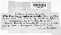 Claviceps purpurea image